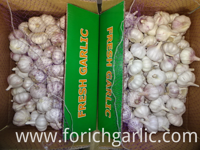 Fresh Garlic